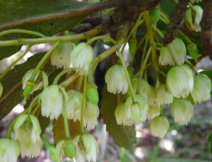 Seed growing: Elaeocarpus hookerianus