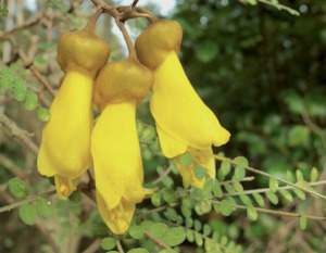 Sophora godleyii