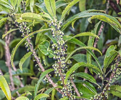 Melicytus lanceolatus