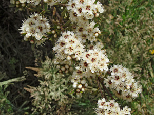 Seed growing: Kunzea robusta