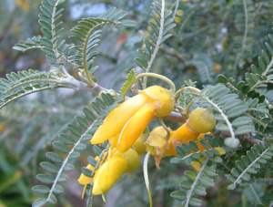 Sophora molloyi