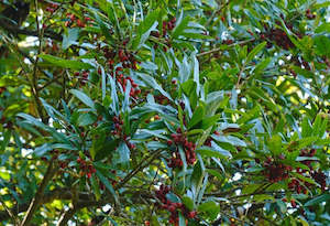 Seed growing: Nestegis cunninghamii