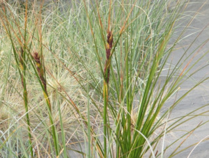 Seed growing: Ficinia spiralis