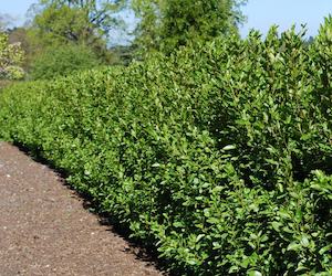 Seed growing: Griselinia littoralis