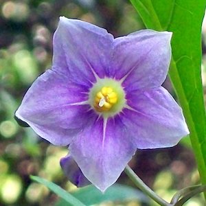 Seed growing: Solanum aviculare