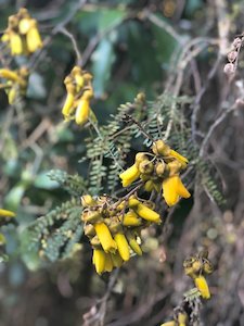 Sophora microphylla