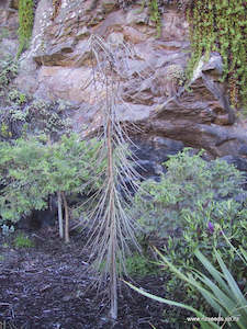 Seed growing: Pseudopanax crassifolius