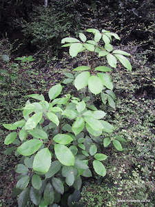 Seed growing: Pseudopanax arboreus