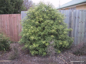 Seed growing: Pittosporum eugenioides