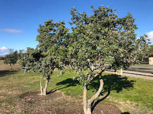 Pittosporum crassifolium