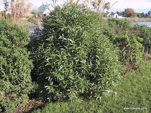 Myoporum laetum