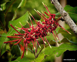 Knightia excelsa