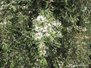 Hoheria angustifolia