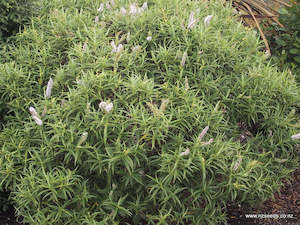 Hebe salicifolia