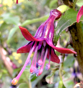 Fuchsia excorticata