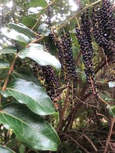 Coriaria arborea