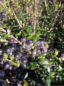 Coprosma propinqua