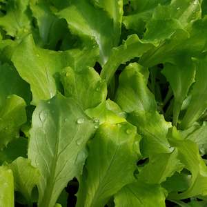 Seedlings: Red Fringe Loose Leaf Lettuce