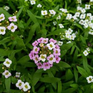 Alyssum Pastel Carpet Flower