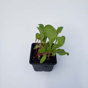 Seedlings: Rainbow Beet(Swiss Chard)