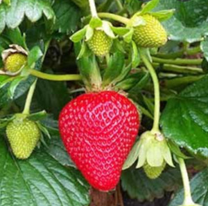 Seedlings: Strawberry