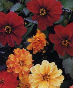 Seedlings: Dahlia Bloody Mary Mix