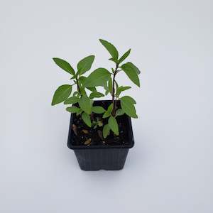 Thai Basil