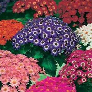 Cineraria Dwarf Bedding Mix