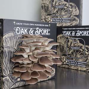 Italian Oyster Mushroom Grow Kit - 2 Pack