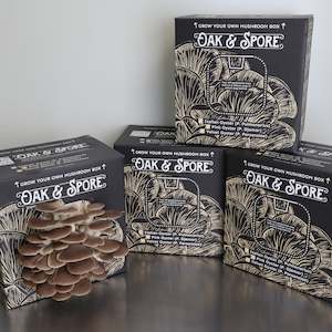 Italian Oyster Mushroom Grow Kit - 4 Pack