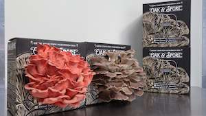 Italian and Pink Oyster Mushroom Grow Kit - 4 Pack