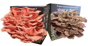 Italian and Pink Oyster Mushroom Grow Kit - 2 Pack