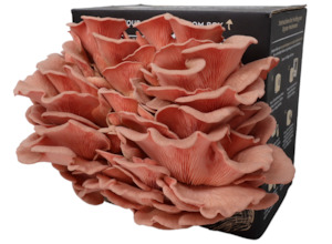 Pink Oyster Mushroom Kit