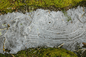 Trail ice - Occasional Climber