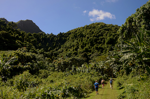 Creative writer - own account: Rarotonga - 02 - Occasional Climber