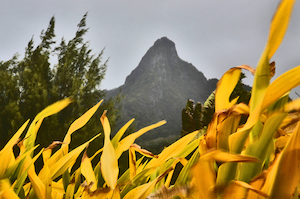 Rarotonga - 03 - Occasional Climber