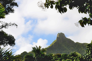 Rarotonga - 05 - Occasional Climber