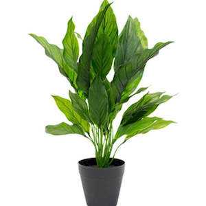 Potted Spathiphyllum