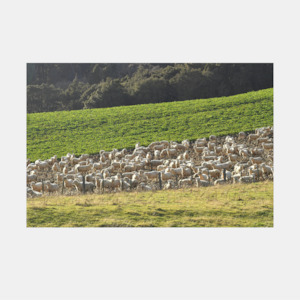 Ahuriri flat Sheep Photo Print