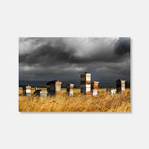 Bee Hives Photo Print