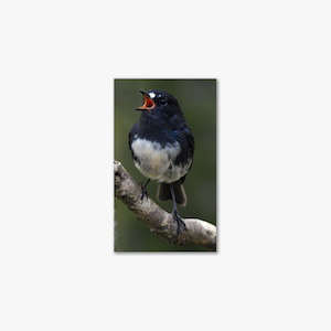 Stewart Island Robin - Stephen Jaquiery