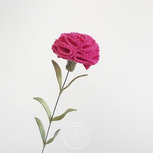 Carnation