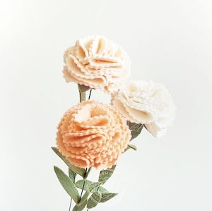 Carnation – DOZEN