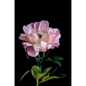 Art Prints: Just South West - A4 Peony Bloom II