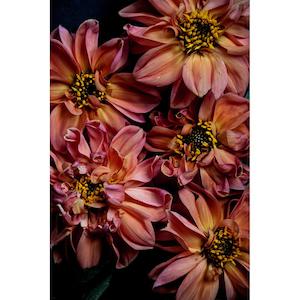 Just South West - A3 Sundae Dahlias- Amsterdam