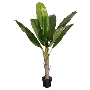 Potted Banana Plant 150Cm