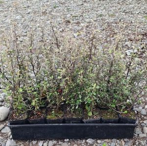 Nursery (flower, shrubs, ornamental trees): 10 x Corokia Bronze King Landscape Grade