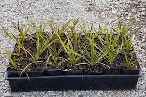 Nursery (flower, shrubs, ornamental trees): Aciphylla aurea x 10. 9cm pots