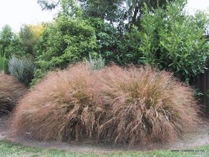 Anamanthel lessoniana Wind Grass x 30 Landscape Grade