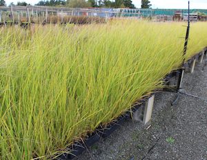 Astroderia richardii x 30 ToeToe Landscape Grade